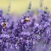 AROMATHERAPY CORITO (Lavanda) - immagine 2